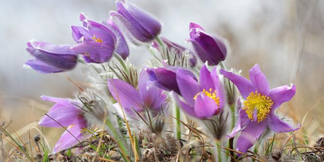 a cluster of pasqueflowers in the wild